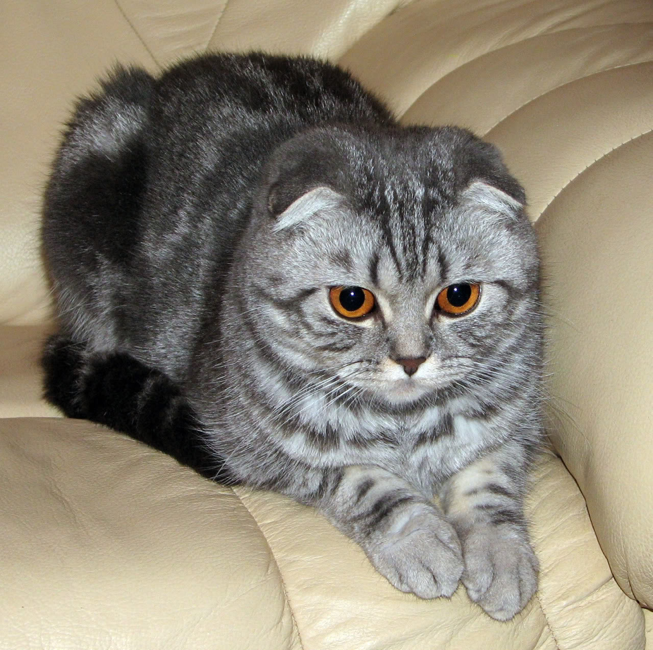 шотландская кошка фото