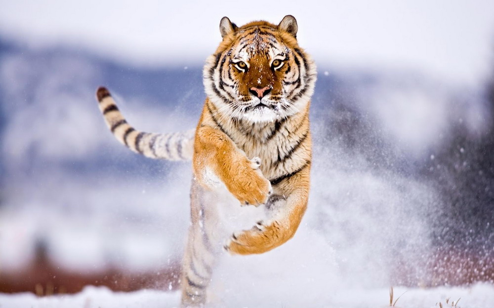 Chùm ảnh: Thế giới loài mèo – hổ Siberia, chúa tể rừng Taiga