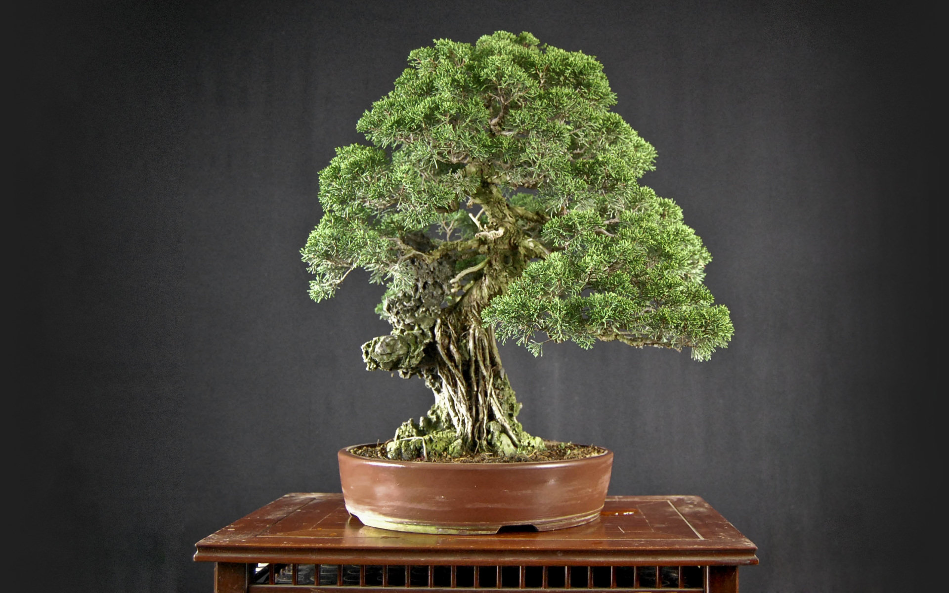 Image result for japan bonsai