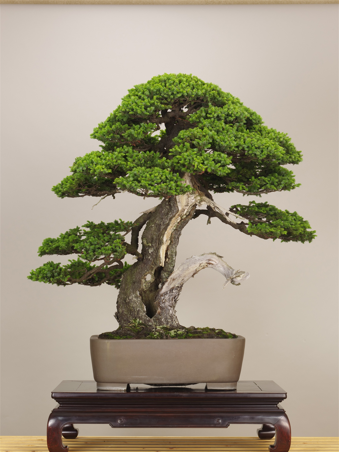 Image result for japan bonsai