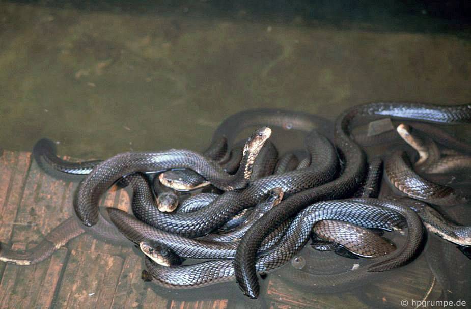 Trại rắn Don Tâm: Cobra