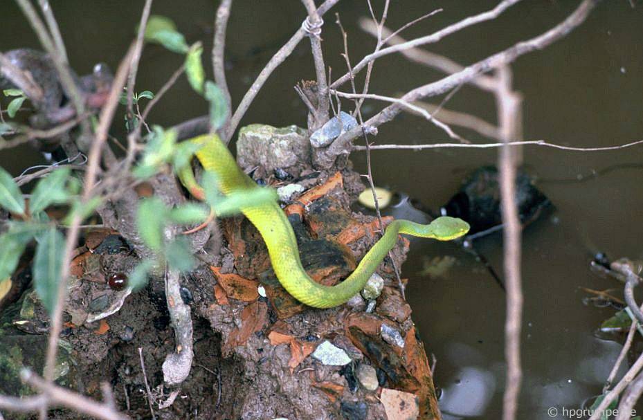 Trại rắn Don Tâm: Rắn cây xanh