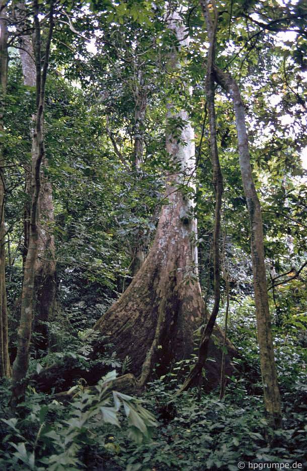 Vườn Quốc gia Cúc Phương: cây rừng