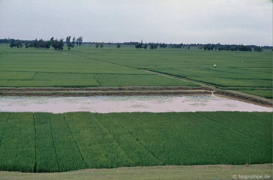 Ruộng lúa ở đồng bằng sông Hồng