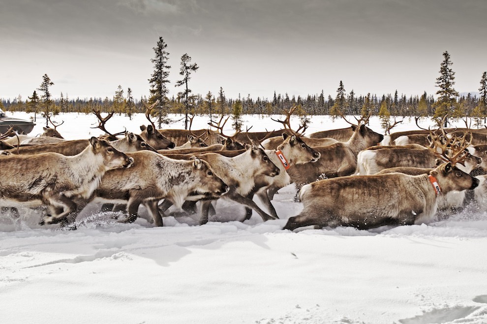 Trong suốt mùa đông, những cánh đồng tuyết ở rừng Lapland, Thụy Điển, bạn sẽ được chiêm ngưỡng những chú tuần lộc, nai sừng tấm đạp chân trên tuyết giống như mô tả trong câu chuyện cổ tích “Nữ hoàng băng giá” của Andresen.