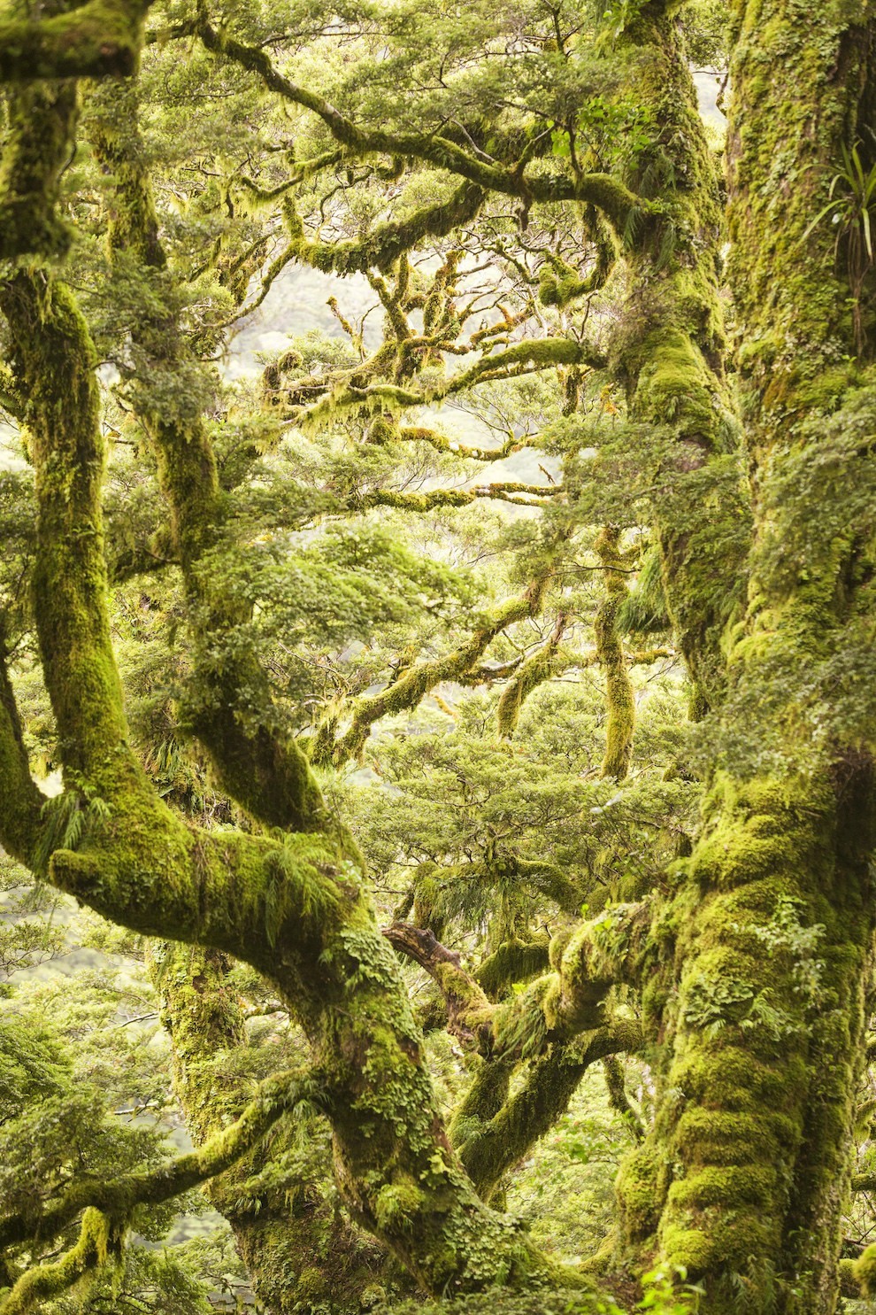 Vườn quốc gia Núi Aspiring nằm ở dãy Alps phía Nam của đảo Nam, New Zealand. Vườn quốc gia này cũng là một phần của Te Wahipounamu, một địa danh bao gồm 4 vườn quốc gia đã được UNESCO công nhận là di sản thế giới vào năm 1990.