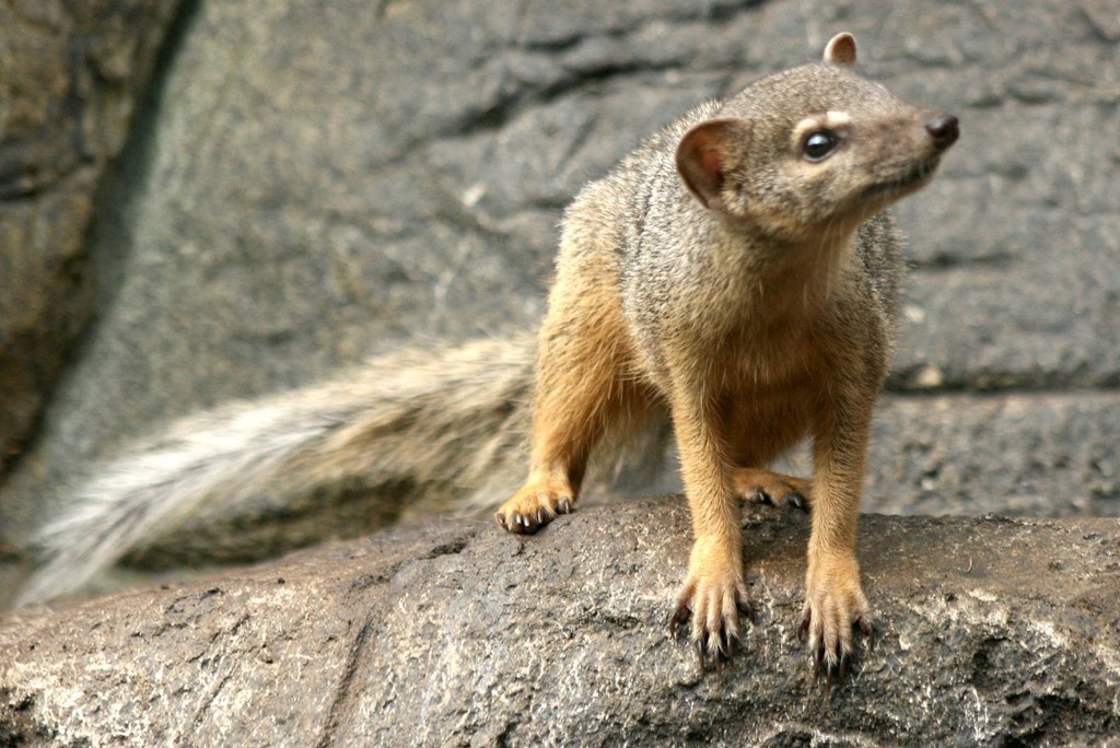 Cầy mangut sọc: Loài vật có ngoại hình nửa sóc, nửa chuột này là loài đặc hữu của Madagascar. Chúng không ăn hạt như các loài sóc mà ăn thịt. Ảnh: Dianliwenmi.