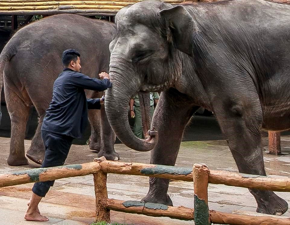 Chùm ảnh: Nạn bạo hành voi trong vườn thú ở Indonesia