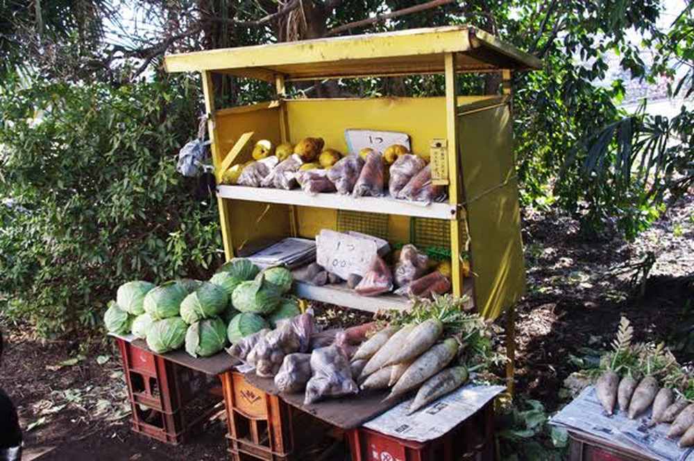 Một gian hàng tự phục vụ, bán củ cải trắng, bắp cải, cà rốt và nhiều nông phẩm khác được thu hoạch từ nông trại Nerima cách đó không xa, thuộc tỉnh Saitama thuộc vùng Kanto miền Trung nước Nhật - Ảnh: Narima Farm.
