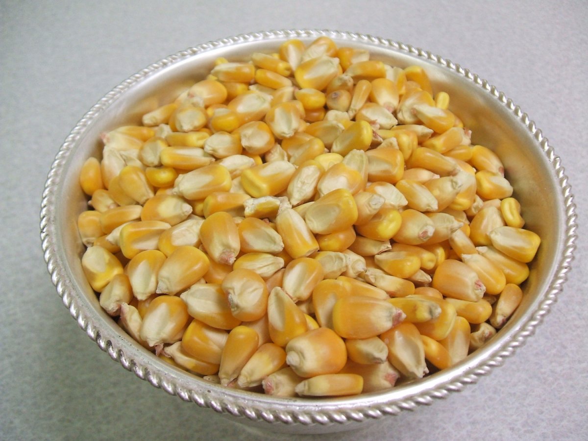 Belarus: corn