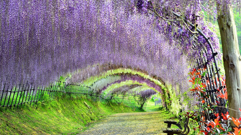 Vườn hoa Kawachi Fuji (Fukuoka) : Hành lang với vòm cây đan cài đem lại cho du khách cảm giác bình yên, tĩnh tại. Vườn có hơn 150 cây tử đằng thuộc 20 loại khác nhau. Lễ hội hoa tử đằng được tổ chức vào cuối tháng 4 hàng năm, khi hoa nở rực rỡ nhất.