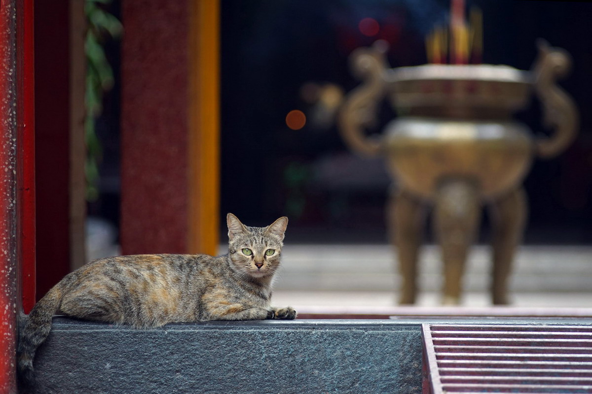Tản mạn về loài mèo trong văn hóa Việt Nam