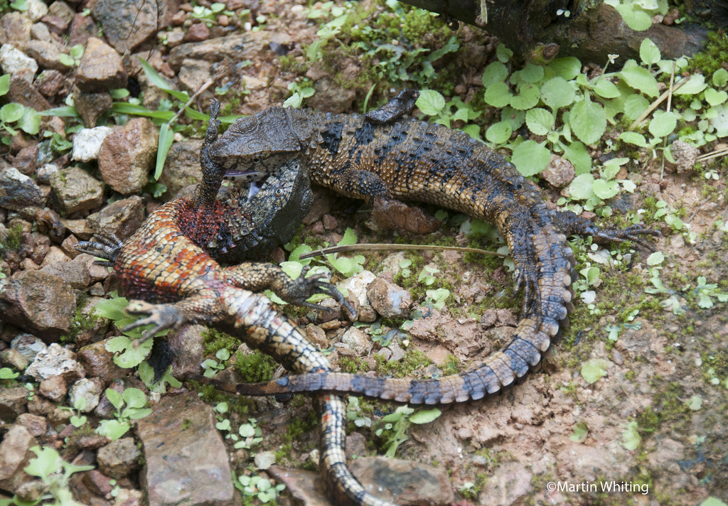 Chùm ảnh: Thằn lằn cá sấu – quái vật có thật trong rừng già Yên Tử