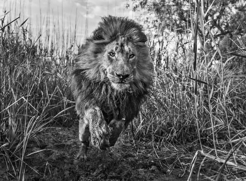 Cận cảnh một con sư tử đực lao ra khỏi bụi rậm.
