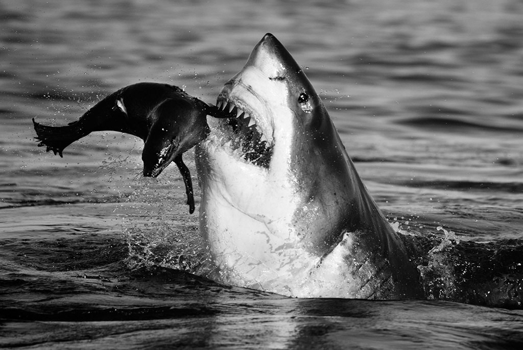 Cận cảnh cá mập trắng lớn ăn thịt hải cẩu tại vịnh False gần thành phố Cape Town, Nam Phi.