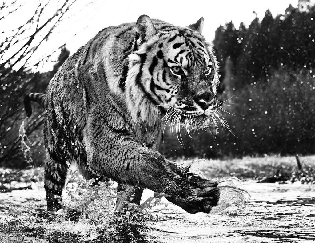 Vẻ oai hùng của một con hổ khi di chuyển dưới dòng suối.