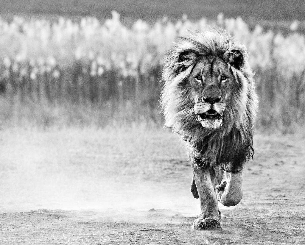 Sư tử đực tăng tốc săn mồi trên đồng cỏ ở Dinokeng, Nam Phi.