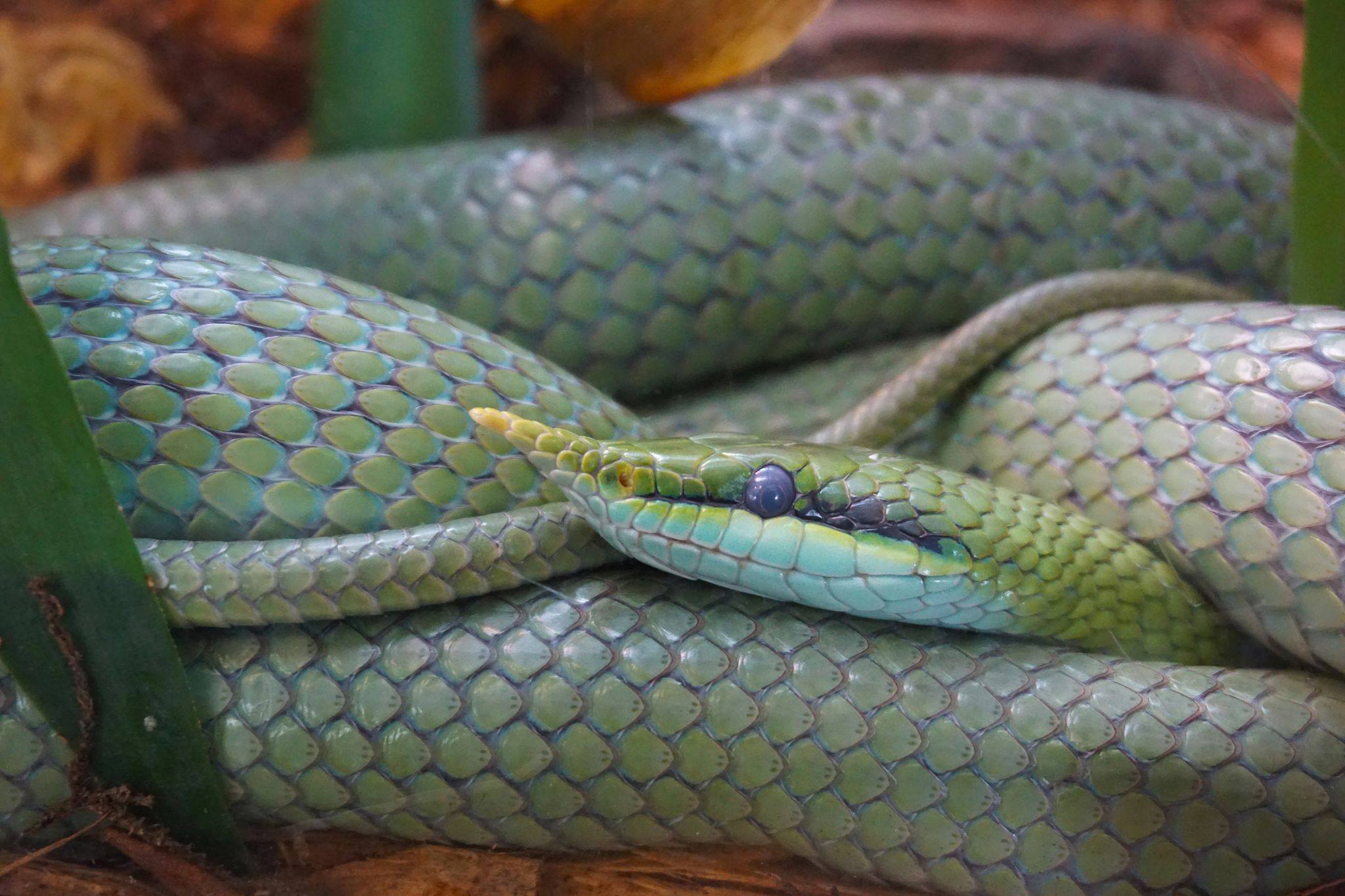 Chùm ảnh: Loài rắn có sừng kỳ lạ của Việt Nam