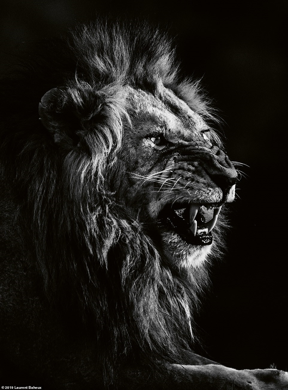 Bộ ảnh đen trắng tuyệt đẹp về loài sư tử của Laurent Baheux ...