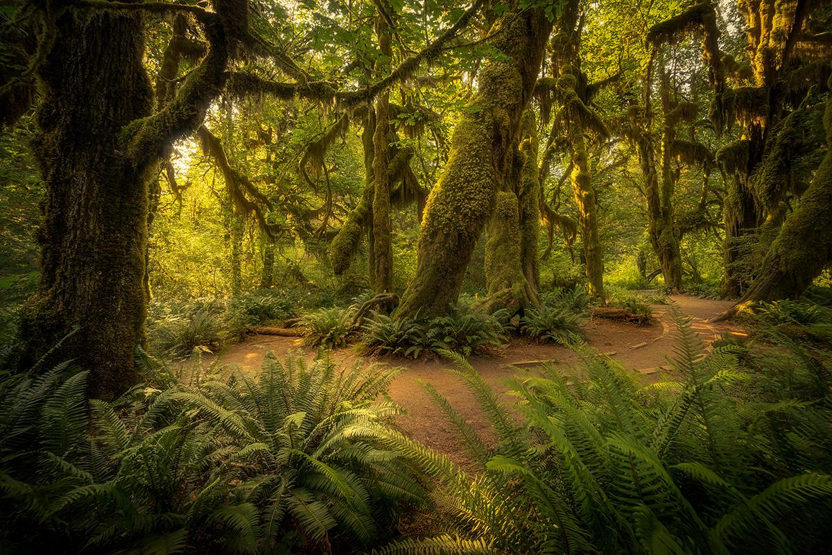 Những điều cần biết về hệ sinh thái rừng