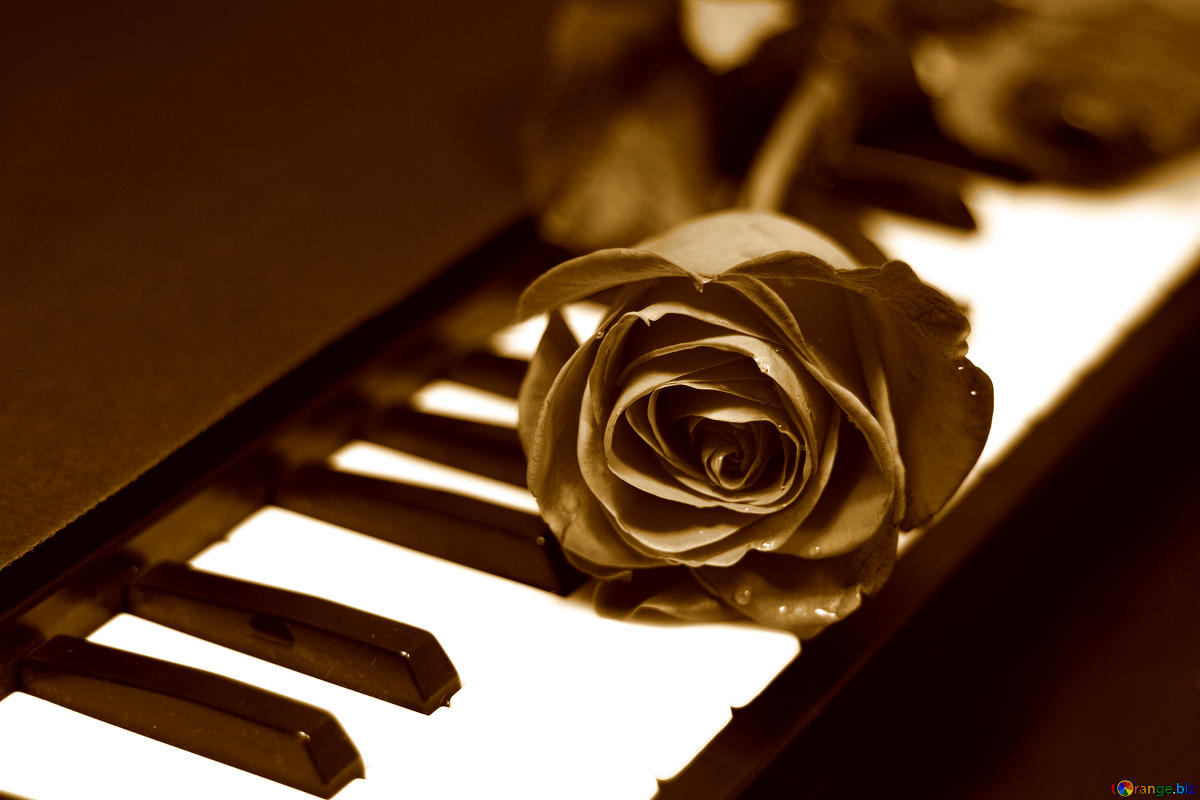 Chopin – trái tim không bao giờ ngừng đập của nền âm nhạc lãng mạn