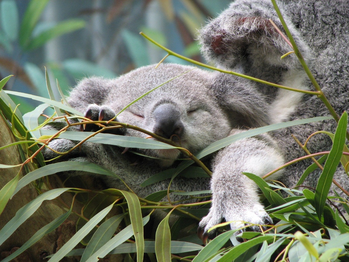 Chùm ảnh: Những điều thú vị về gấu có túi koala