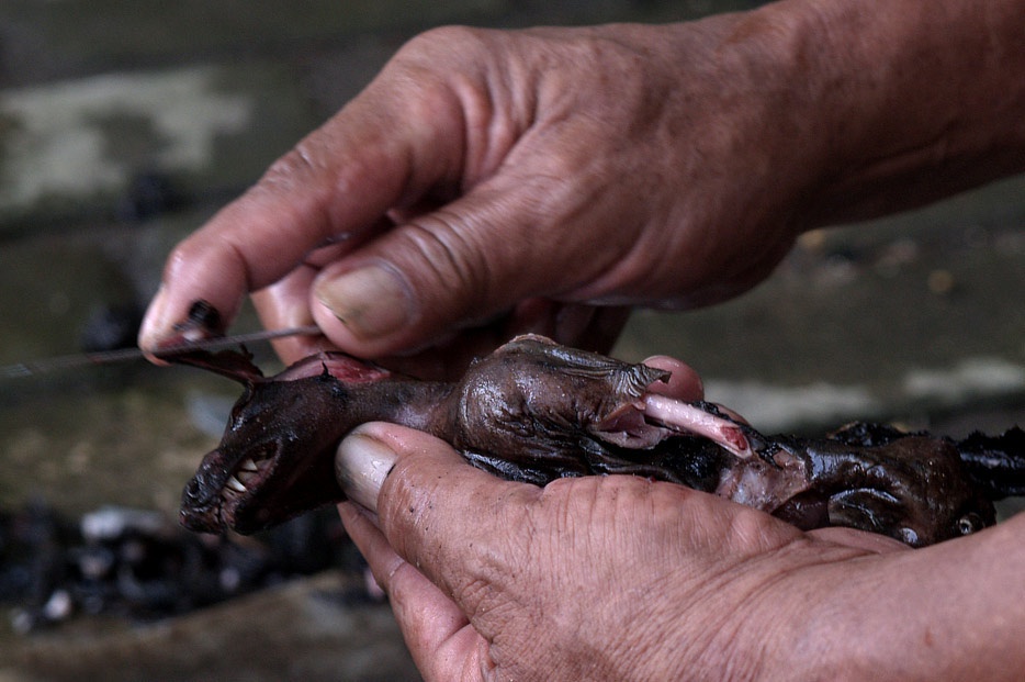 Chùm ảnh: Dơi hầm nước cốt dừa – đặc sản kỳ dị ở Indonesia