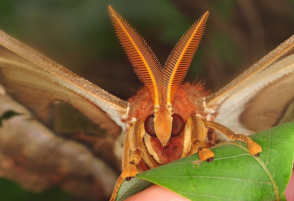 Chùm ảnh: Ngẩn ngơ ngắm bướm to nhất Việt Nam