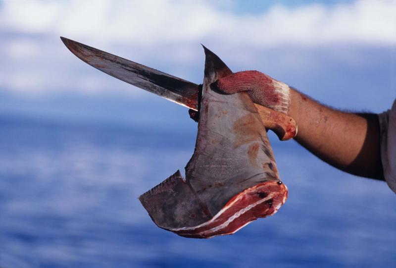 Vi cá mập: Sự tàn độc của con người sau một thứ ‘đặc sản’