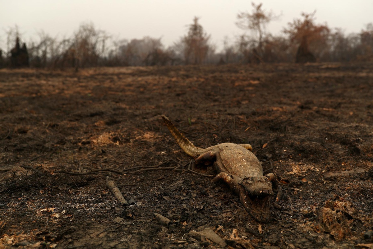 Chùm ảnh: Vùng đất chết sau thảm họa cháy rừng ngập nước ở Brazil
