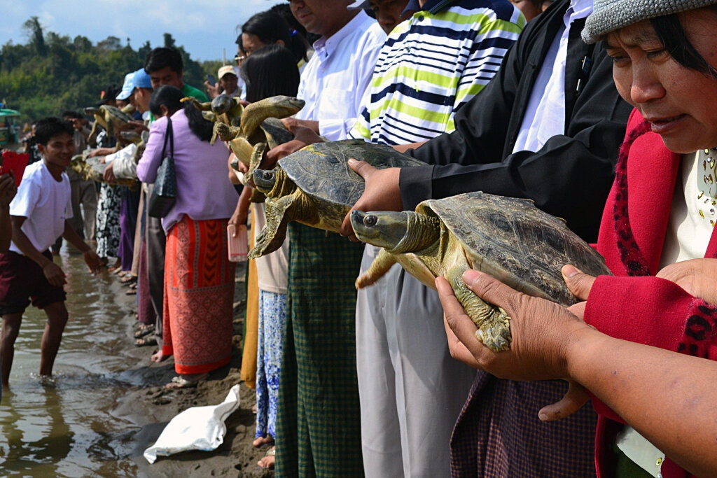 Rùa mái nhà Myanmar: Câu chuyện một loài vật trở về từ cõi chết
