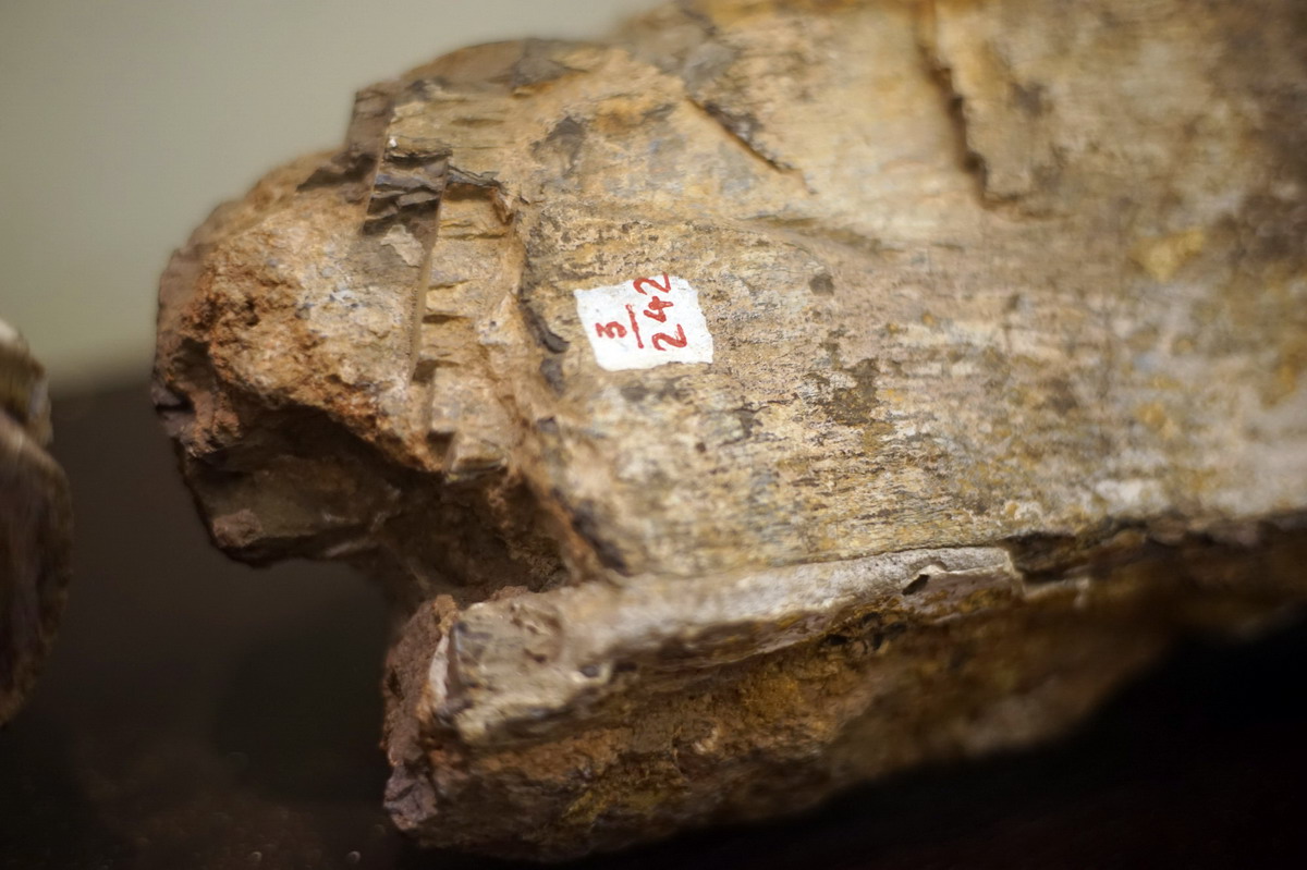 Chùm ảnh: Cận cảnh hóa thạch khủng long thứ thiệt giữa Hà Nội