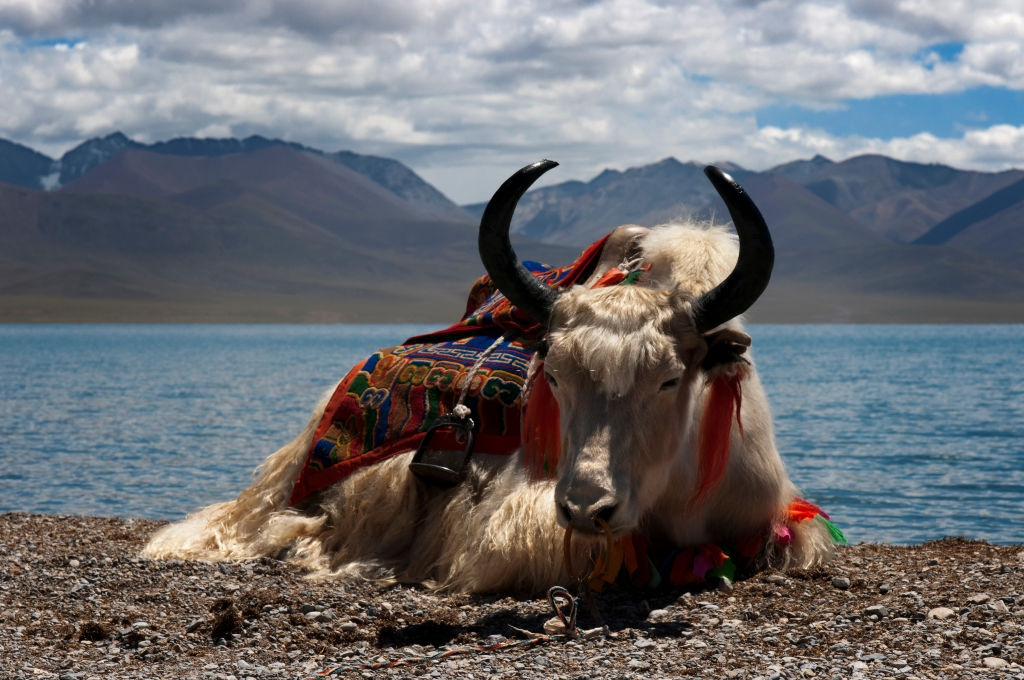 Chùm ảnh: Bò Yak – biểu tượng sống của vùng đất Tây Tạng