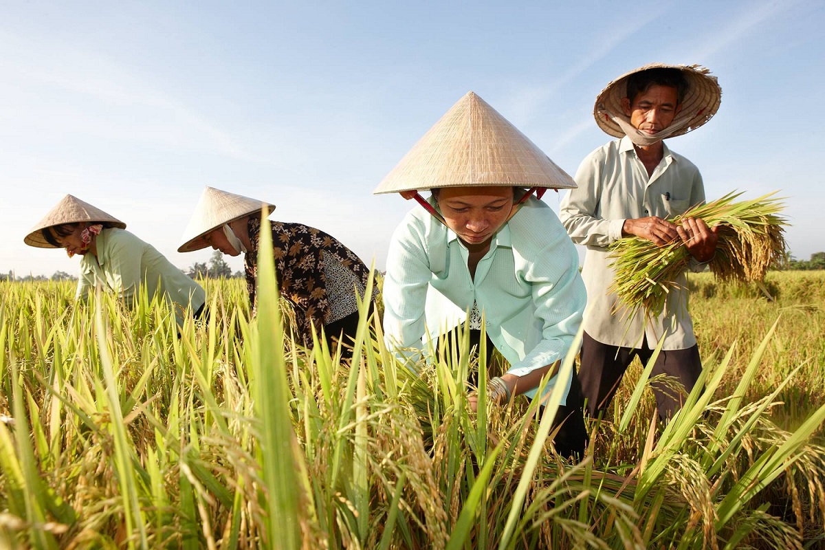 Nền nông nghiệp Việt Nam: Nhận diện những vấn đề tồn tại