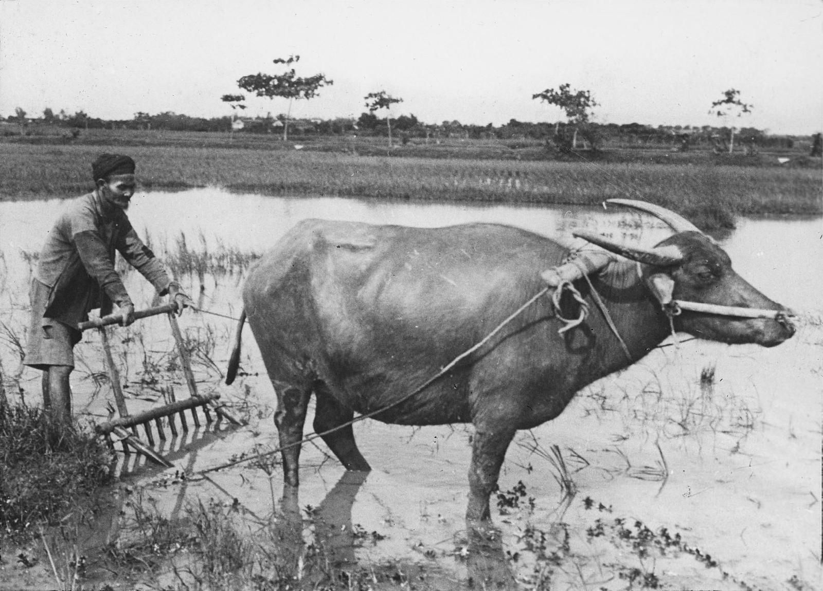Hình ảnh lý thú về con trâu ở Việt Nam một thế kỷ trước - Redsvn.net