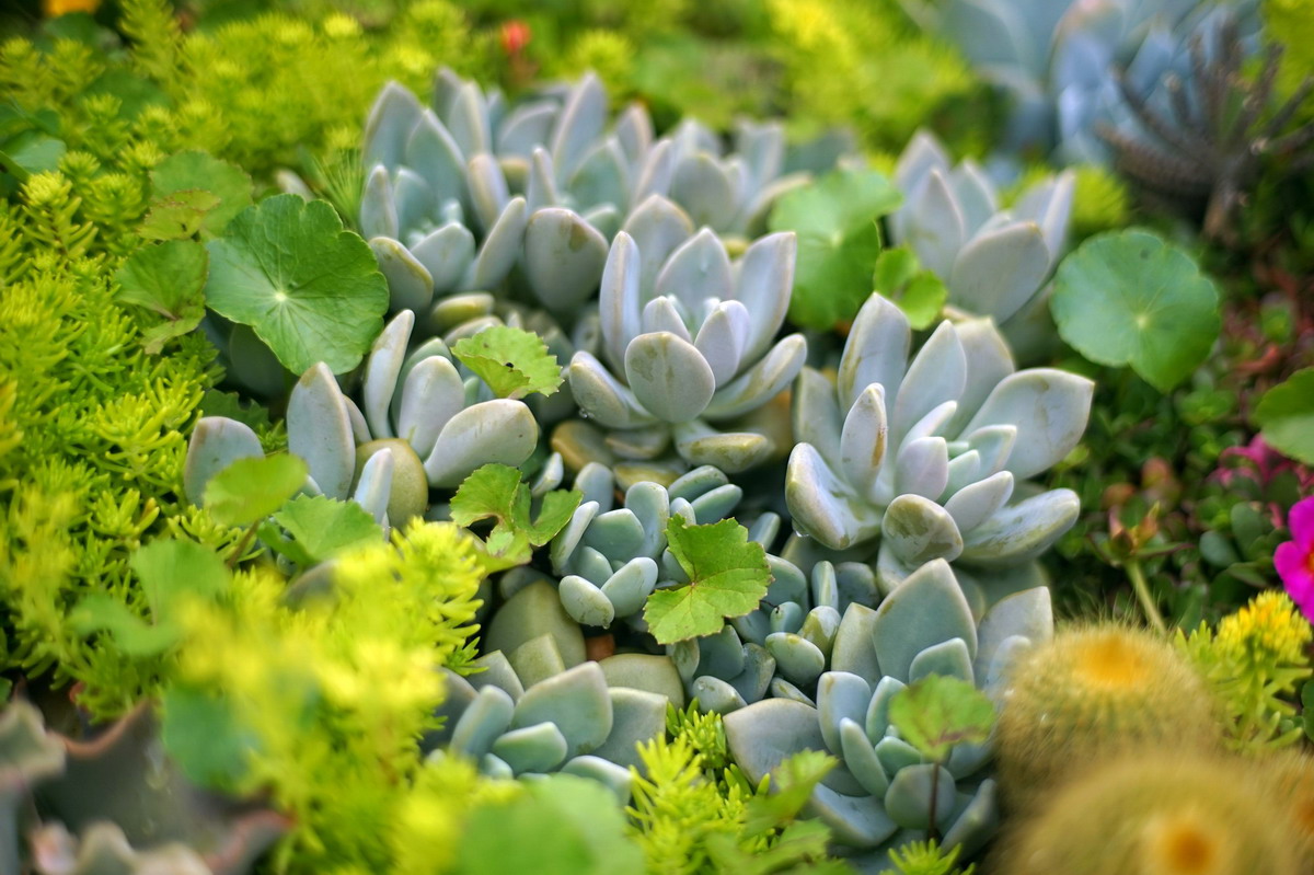 Bộ Sưu Tập hình ảnh thực vật Cực Chất Full 4K với hơn 999+ hình ảnh thực vật