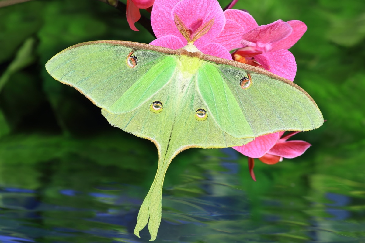 Chùm ảnh: Đã mắt những loài bướm quyến rũ nhất thế giới