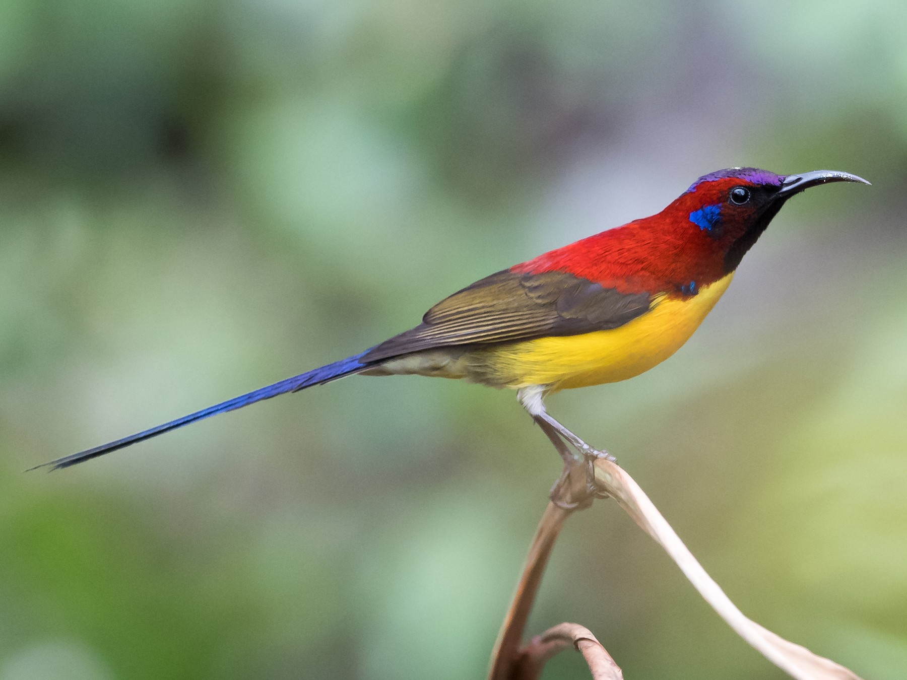 Chùm ảnh: Đã mắt với sắc màu các loài chim hút mật Việt Nam