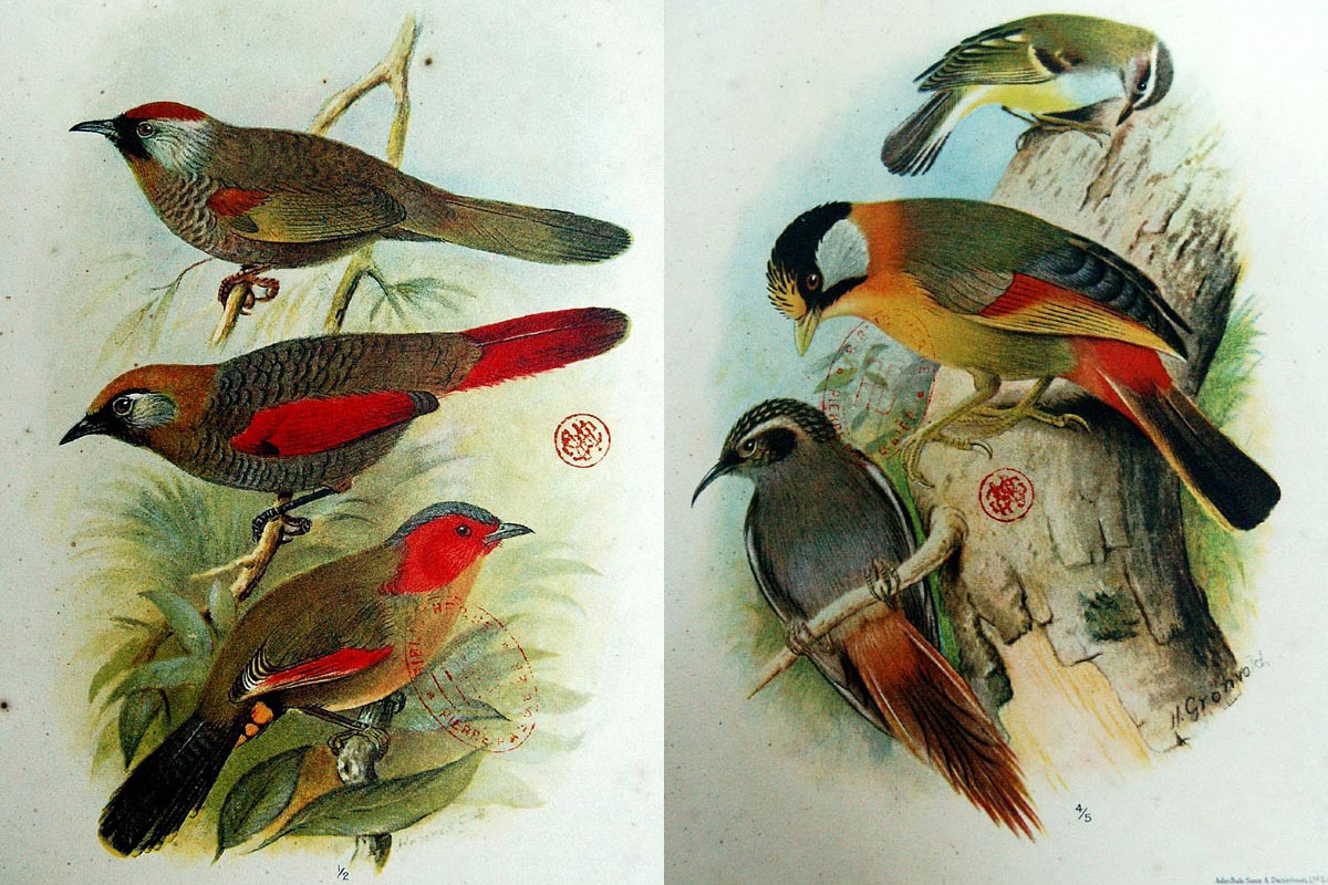 Bộ tranh kỳ thú về các loài chim ở xứ Đông Dương một thê kỷ trước