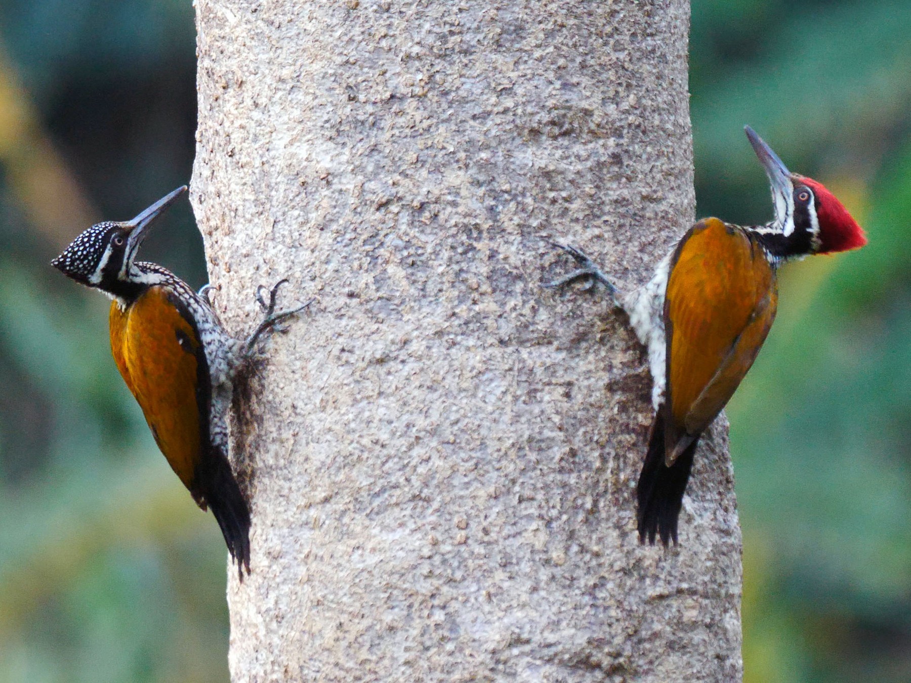 Chùm ảnh: Thế giới muôn màu của các loài chim gõ kiến Việt Nam