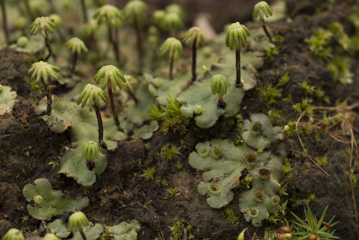 Chùm ảnh: Cận cảnh những loài thực vật sơ khai nhất Trái đất