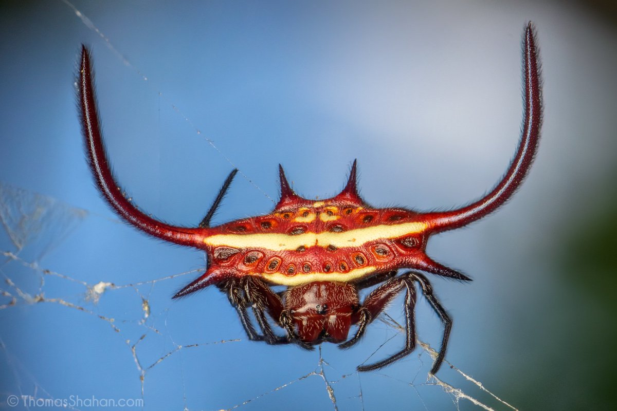Chùm ảnh: Cận cảnh những loài nhện kỳ dị nhất quả đất