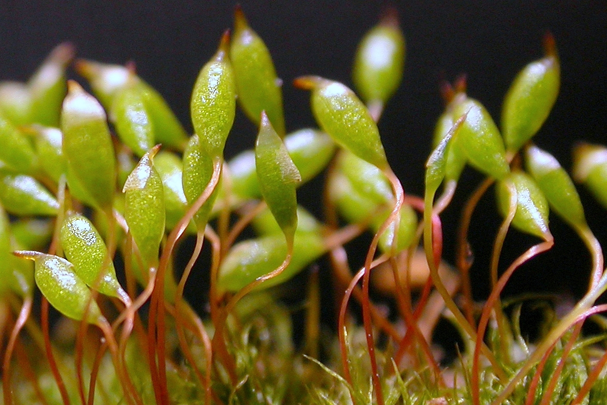 Chùm ảnh: Những điều bất ngờ ít người biết về các loài rêu