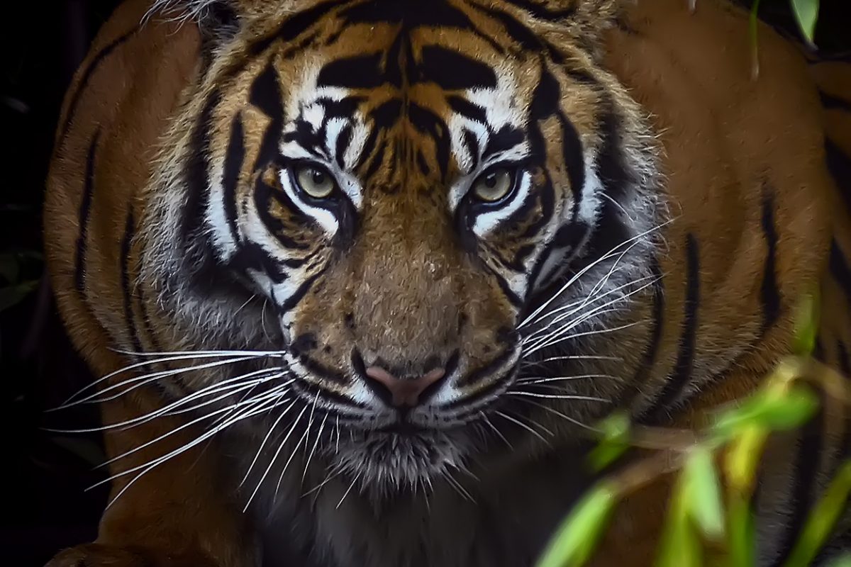 Dấu ấn của loài hổ trong đời sống văn hoá – tín ngưỡng Việt Nam