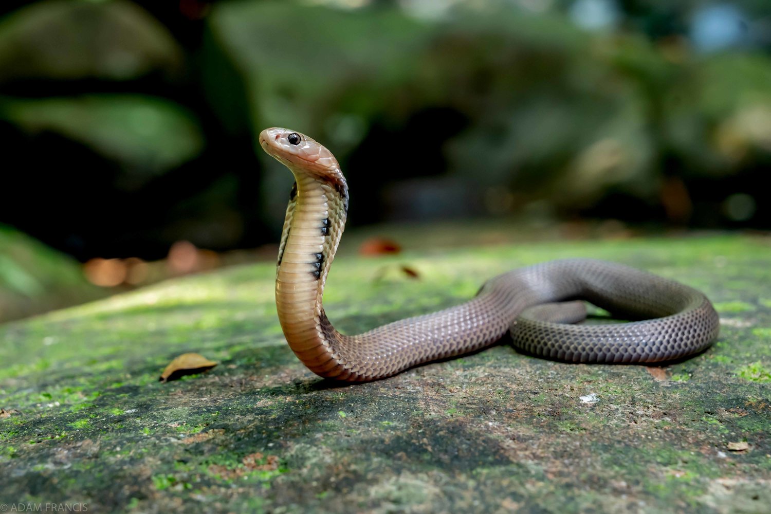Chùm ảnh: Điểm danh các loài rắn hổ nổi tiếng thế giới