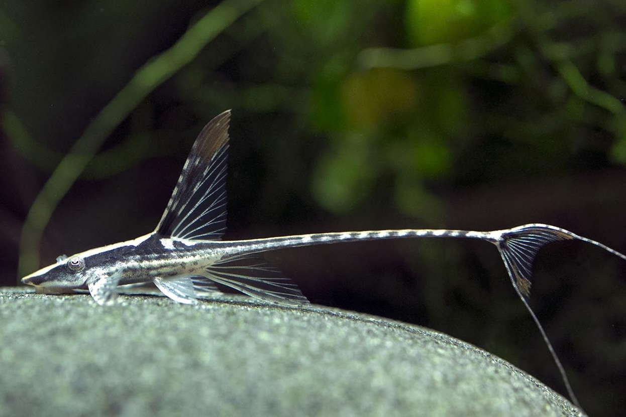 Chùm ảnh: Điểm mặt những loài cá da trơn thú vị nhất thế giới