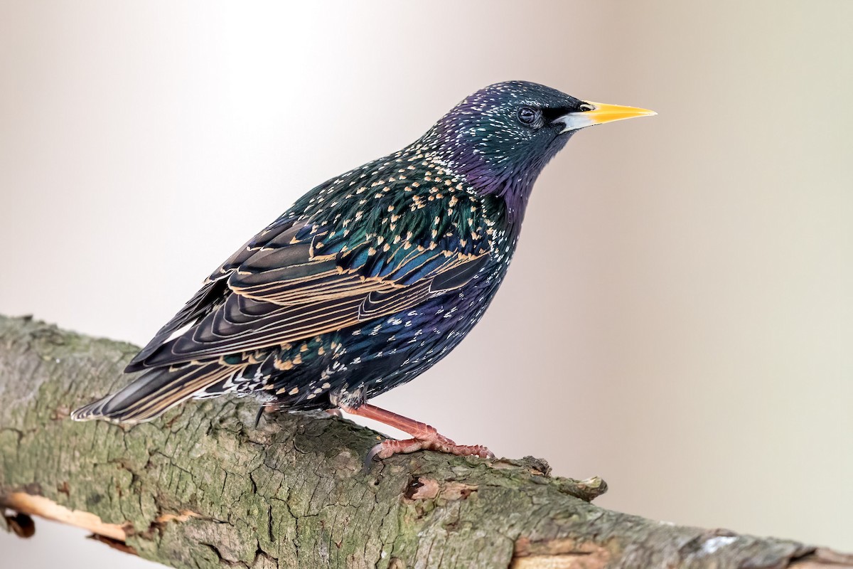 Sáo đá đuôi hung – Chestnut-tailed starling | Vietnam Wildlife