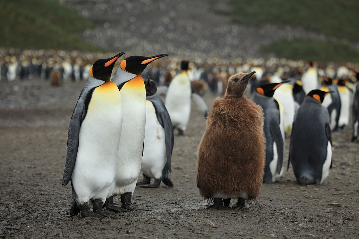 Chùm ảnh: Vẻ kỳ khôi của các loài chim cánh cụt trên thế giới