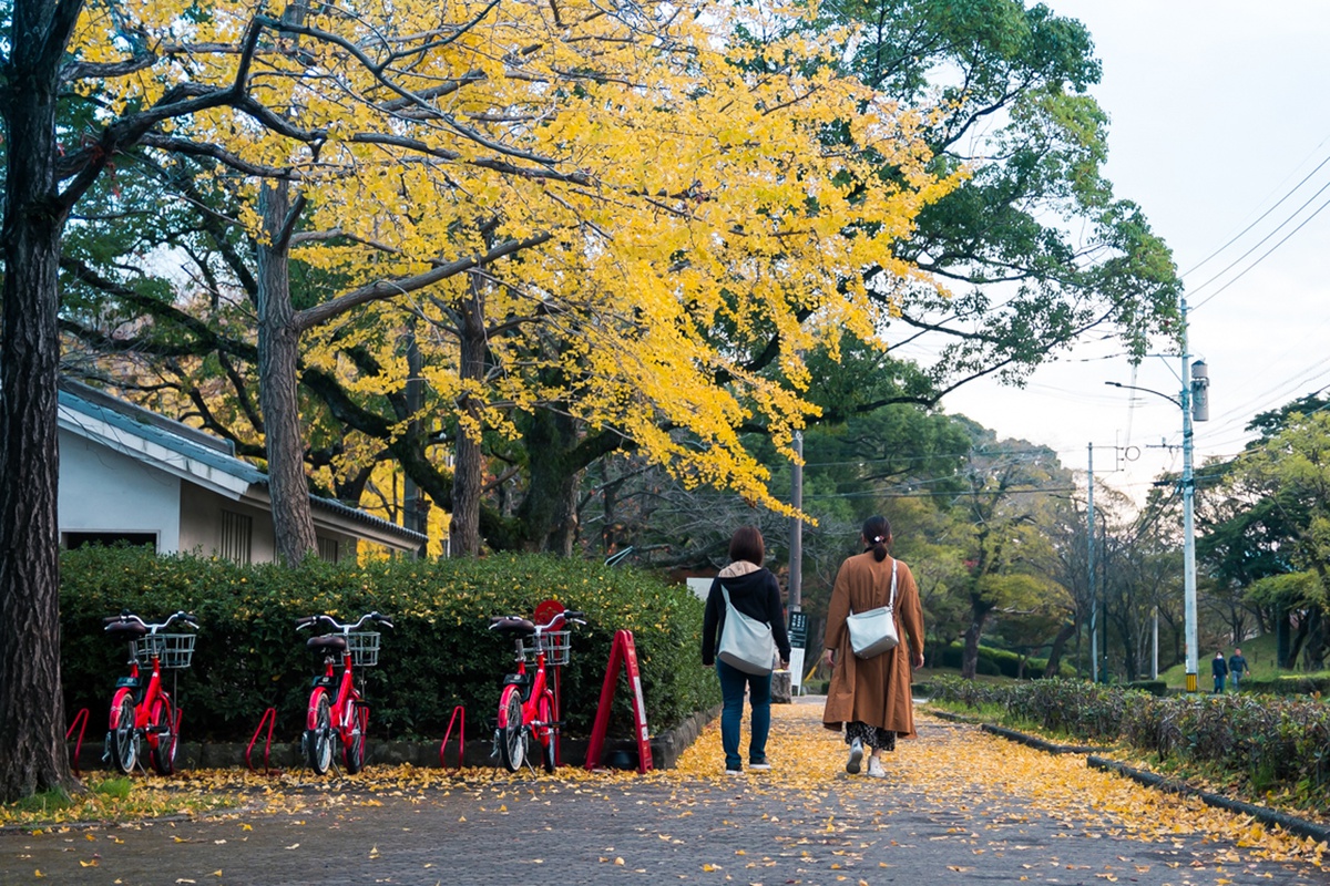 Chùm ảnh: Đất nước Nhật Bản và những sắc thu trong phố