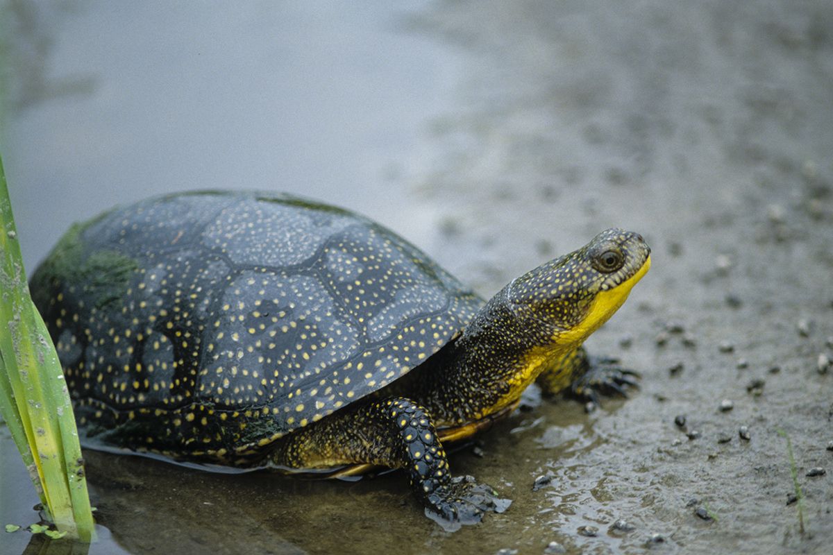 Chùm ảnh: Thế giới kỳ thú của các loài rùa đầm lầy châu Mỹ